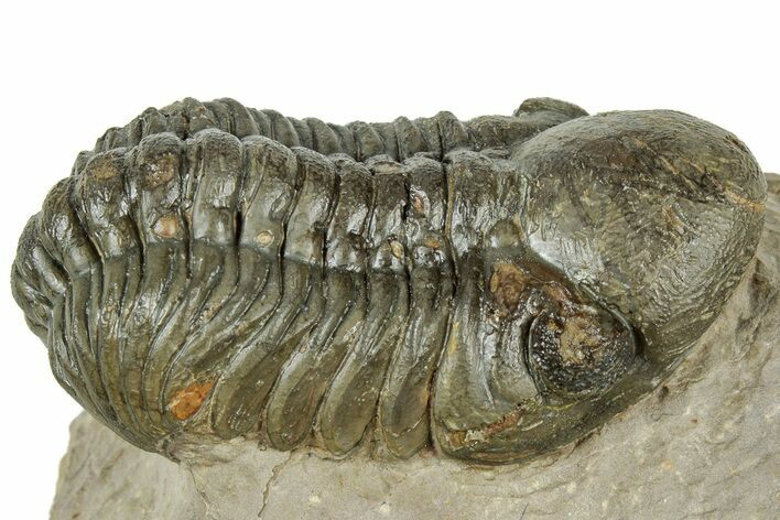 Detailed Reedops Trilobite - Atchana, Morocco #322278